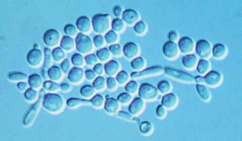 34 Descriptions of Medical Fungi Candida Berkhout The genus Candida is characterised by globose to elongate yeast-like cells or blastoconidia that reproduce by narrow-based multilateral budding.