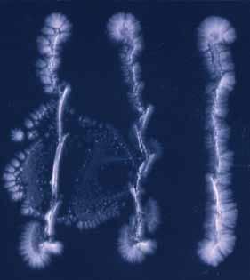 36 Descriptions of Medical Fungi Candida Berkhout Dalmau Plate Culture: To set up a yeast morphology plate, dip a flamed sterilised straight wire into a culture and then lightly scratch the wire onto