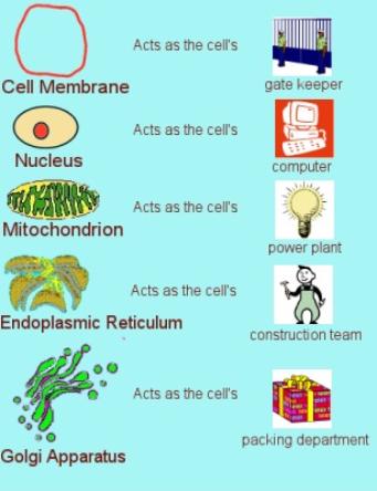 A. Cell Organization The Cell is like a Factory: Many different workers performing different functions in order to maintain homeostasis/life!