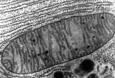 B. Mitochondria (Power Plant) Membrane Bound Organelle