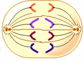 During Anaphase The spindle fibers contract and shorten. This causes the centromere to split in two.