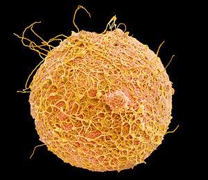 The first cell of a new organism is called the zygote. It is created by the fusion of the sperm cell and the egg cell.