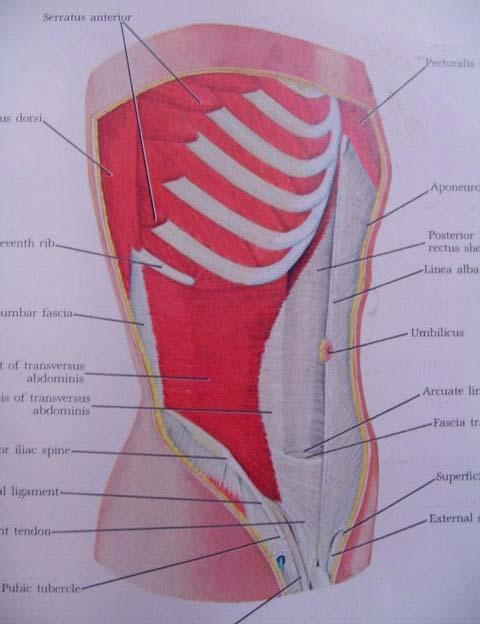 Anatomy of Abdominal wall