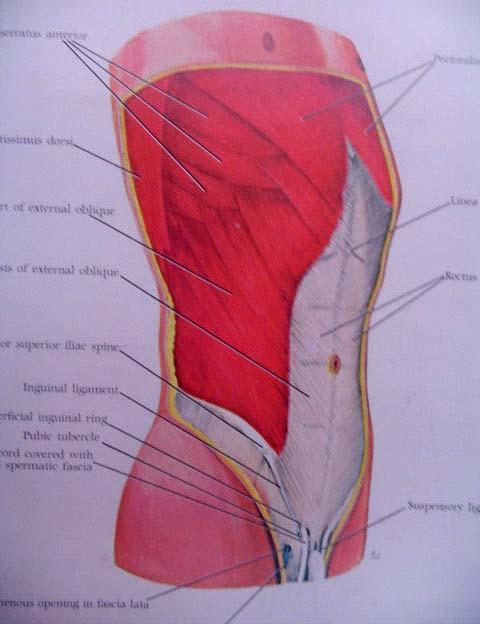 Anatomy of Abdominal wall