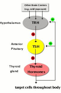 การควบค มการสร าง thyroid hormone Pathway I: ควบค มโดย TSH ซ งหล ง จำก anterior pituitary gland The secretion of TSH is itself under negative feedback control by the circulating level of free thyroid