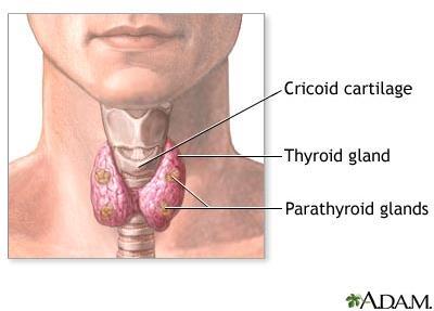 ตำแหน ง Thyroid