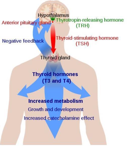 Thyroid gland Biggest endocrine gland ส งเคราะห Thyroid hormone - Triiodothyronine (T3) - Tetraiodothyronine (Thyroxine) (T4) ส งเคราะห Calcitonin Synthesis and Release is achieved by an intricate