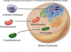 Mitochondria Structure Has an inner and outer membrane.