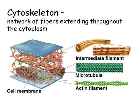 Microfilaments (actin filaments) Two protein chains loosely twined together.
