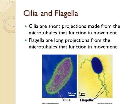 Shape & support; trails for some organelles. Intermediate filaments Between the size of actin filaments and microtubules.
