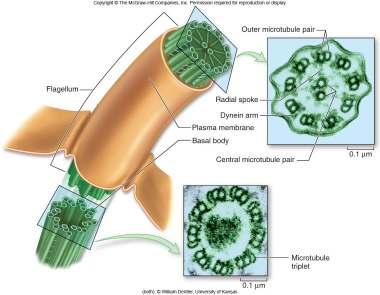 62 Centrosome The centrosomeis an organelle that is the main place where cell microtubules get organized.