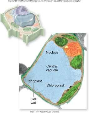 73 Plant Cell Wall