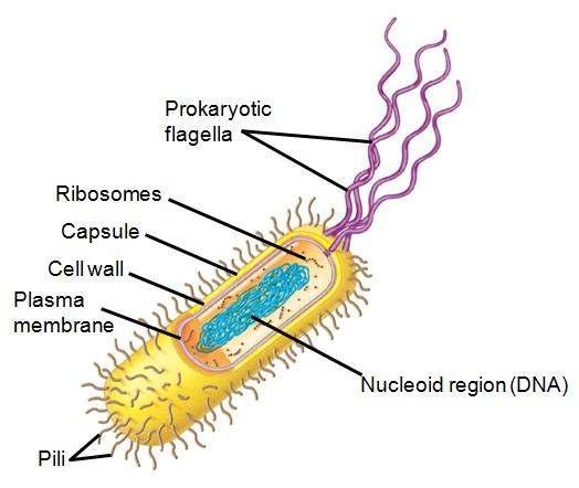 (single-celled or multicellular eukaryote) Prokaryotic