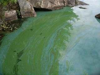 Cyanobacteria The most