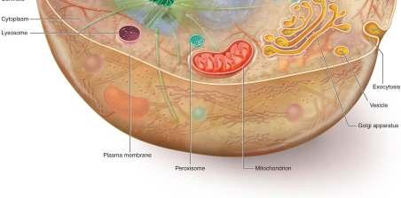 Endomembrane System Series of membranes throughout the cytoplasm.