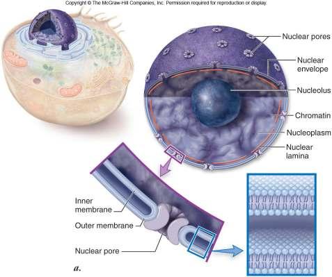 Nuclear envelope membrane of the nucleus.