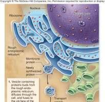 membranebounded