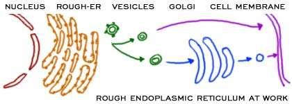 Golgi apparatus.
