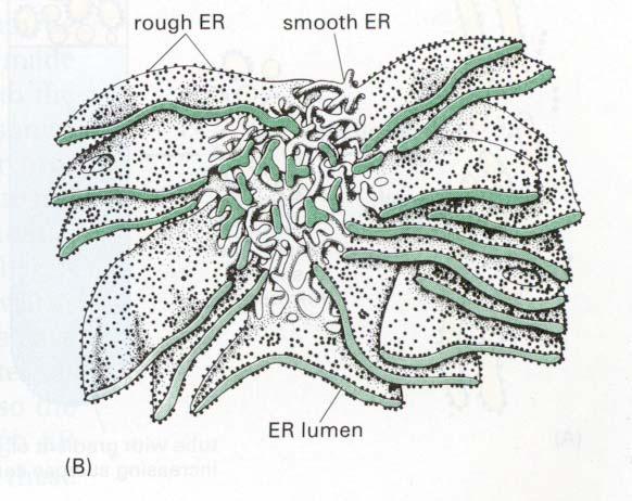 ER (endoplasmatic reticulum) a dynamic system of connected sacs and tubes