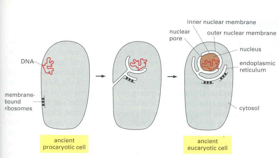How nuclear membranes