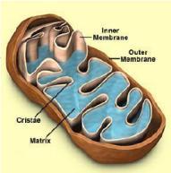 Mitochondria & Chloroplasts Important to see the
