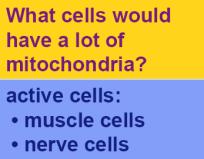 mitochondria There may be 1 very large mitochondria or 100s to 1000s of individual