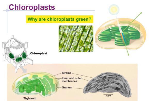 8 Overview of a plant cell Mitochondria & chloroplasts are different Organelles not part of endomebrane system Grow & reproduce Semi-autonomous