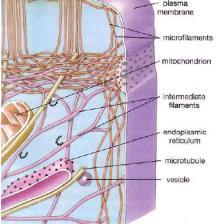 Cytoskeleton The Cell Cytoskeleton Structural support Maintain shape of cell Provides anchorage for organelles Motility Cell locomotion Cilia, flagella, etc.