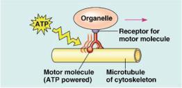 Microtubules Centrioles Structural support & cell movement Move