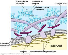 polysaccharide Intercellular junctions Plant cells