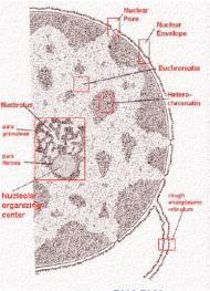from cytoplasm by a double membrane,