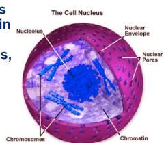 chromatin In normal cell appears as
