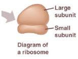 Production of ribosomal subunits from rrna & protein Pass through nuclear pores to