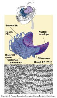 throughout cell Accounts for 50% membranes in eukaryotic cell Rough ER = bound ribosomes Smooth ER = no ribosomes Smooth ER function