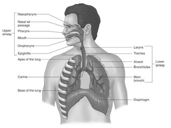 Respiratory System Anatomy and Function of the Lung