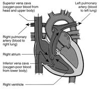 Cardiovascular Emergencies Cardiovascular