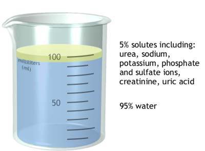 Urine Composition 95 % Water Contains urea and uric acid (characteristic