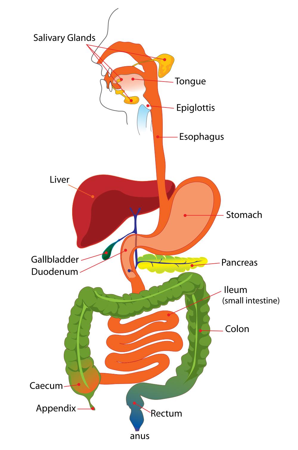 The digestive system includes