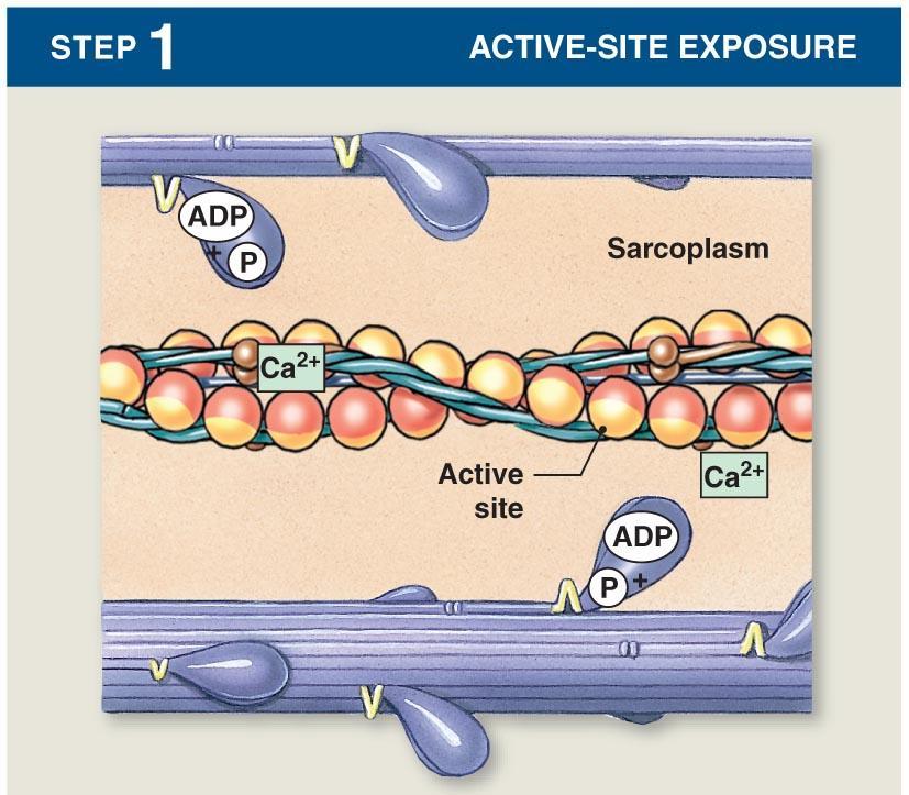 MUSCLE CONTRACTION, MECHANICAL EVENTS: ACTO-MYOSIN CROSS BRIDGE CYCLE We said before that myosin head has a binding site for actin and ATP, myosin head itself is an enzyme that has an internal