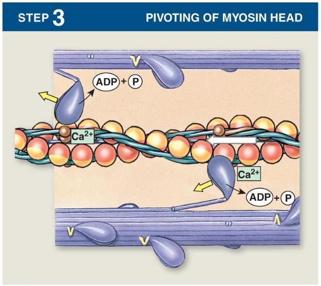 Step3: Pivoting of myosin head: -myosin cross bridge attaches to the actin myofilaments.