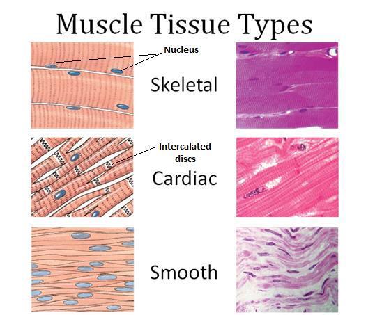 MUSCLE TISSUE CHARACTERISTICS: All types of muscle tissues share same basic characteristics: Excitability: the only two excitable tissues in the human body are muscles and nerves, excitability means
