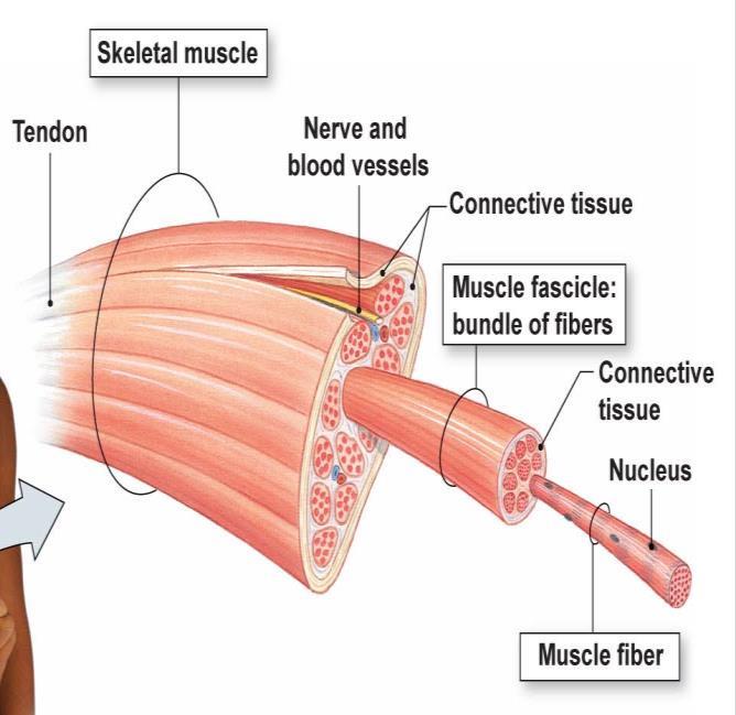 SKELETAL MUSCLES: Our focus will be on skeletal muscles, this picture shows the whole anatomical structure of skeletal muscle which enclosed by CT, and has blood\nerve supply to keep it active.