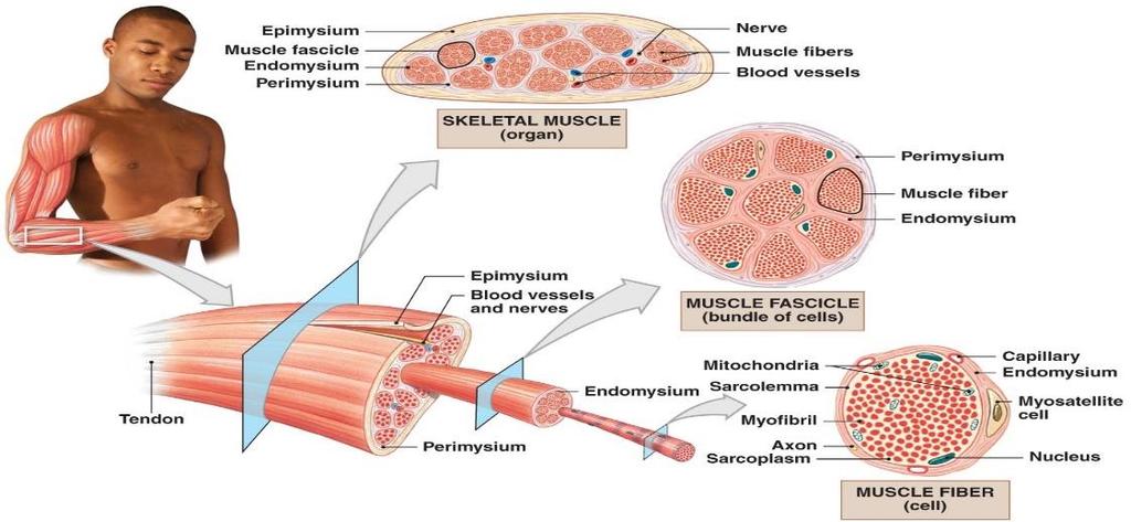 Again: Each muscle fiber is multinucleated and behaves as a single unit, it contains bundles of myofibrils, surrounded by SR and invaginated by transverse tubules (T tubules).