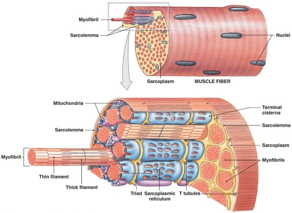 This picture clearly shows the innervation in order to stimulate muscles, blood supply to provide nutrition and gases, muscle fascicle and myofibrils.