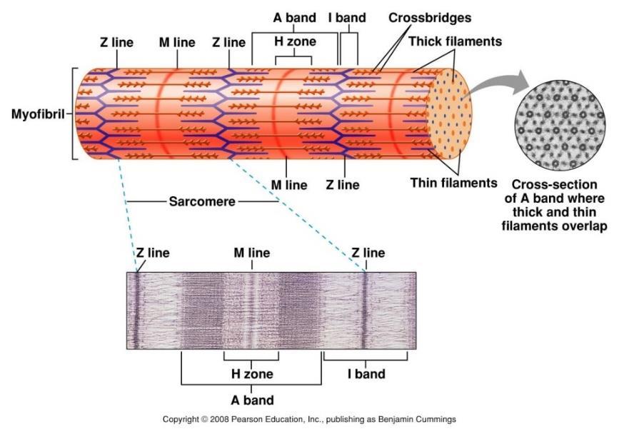 SARCOMERE (THICK AND THIN): THE FUNCTIONAL UNIT Under the microscope The sarcomere is the basic unit of striated muscle tissue.