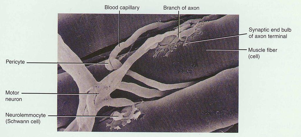 Neuromuscular Junction (NMJ) NMJ end of axon nears the surface of a muscle fiber