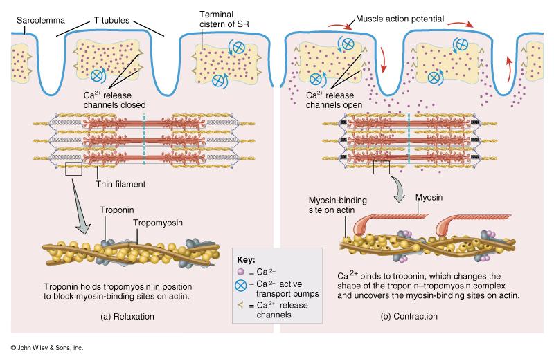 Excitation - Contraction Coupling The steps that occur from the muscle