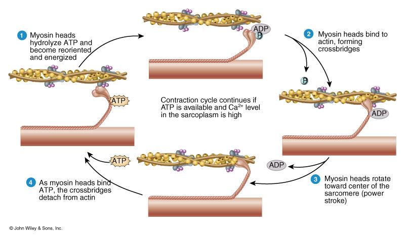 Steps in the Contraction Cycle Notice how the myosin head attaches