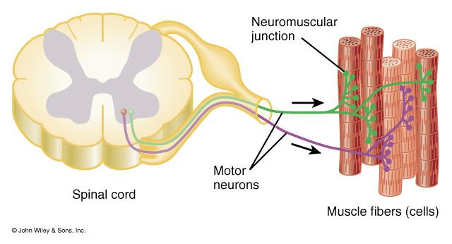 The Motor Unit Motor unit: one somatic motor neuron & all the skeletal muscle cells (fibers) it stimulates One nerve cell supplies on average 150