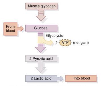 Anaerobic Cellular Respiration ATP produced from glucose breakdown into pyruvic acid during glycolysis if no O2 present pyruvic converted to lactic